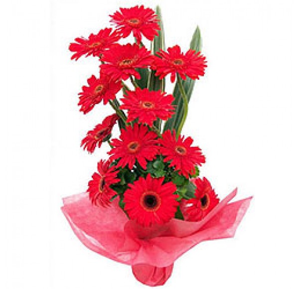 Bouquet of Red Gerberas